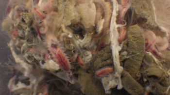 Media type: image;   Invertebrate Zoology 153120 Description: live specimen;